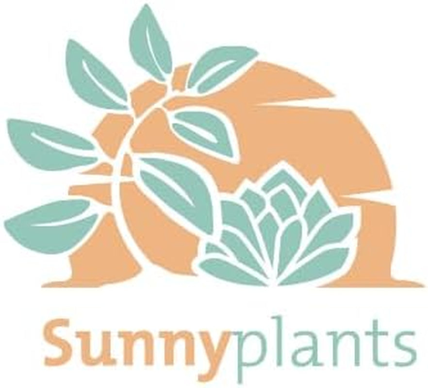 Argyroderma Luckhoffii Samen - Sunnyplants, Argyroderma Samen, Lebender Steine, Lithops Samen, Lebende Steinsamen, Kieselpflanzensamen, Lithops, Sukkulenten Samen (100)