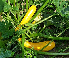 La Verde MEIN GARTEN UND ICH. Gold Rush Zucchini Samen Für Ca. 8–10 Pflanzen, Fruchtgemüse, Saftig Und Aromatisch, Saatgut Ohne Gentechnik