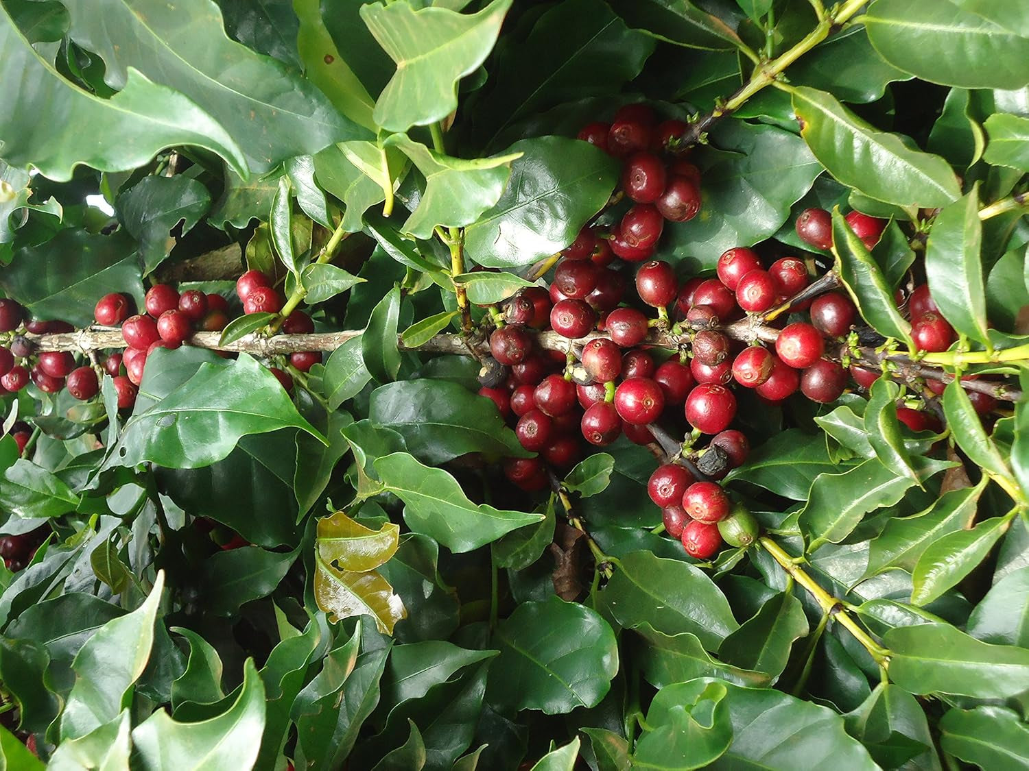 Äthiopien Arabica Kaffeebohnen – Torréfaction naturelle – Premium 100 % Arabica – 500 g – Café frais de la plus haute qualité – idéal pour expresso ou filtre