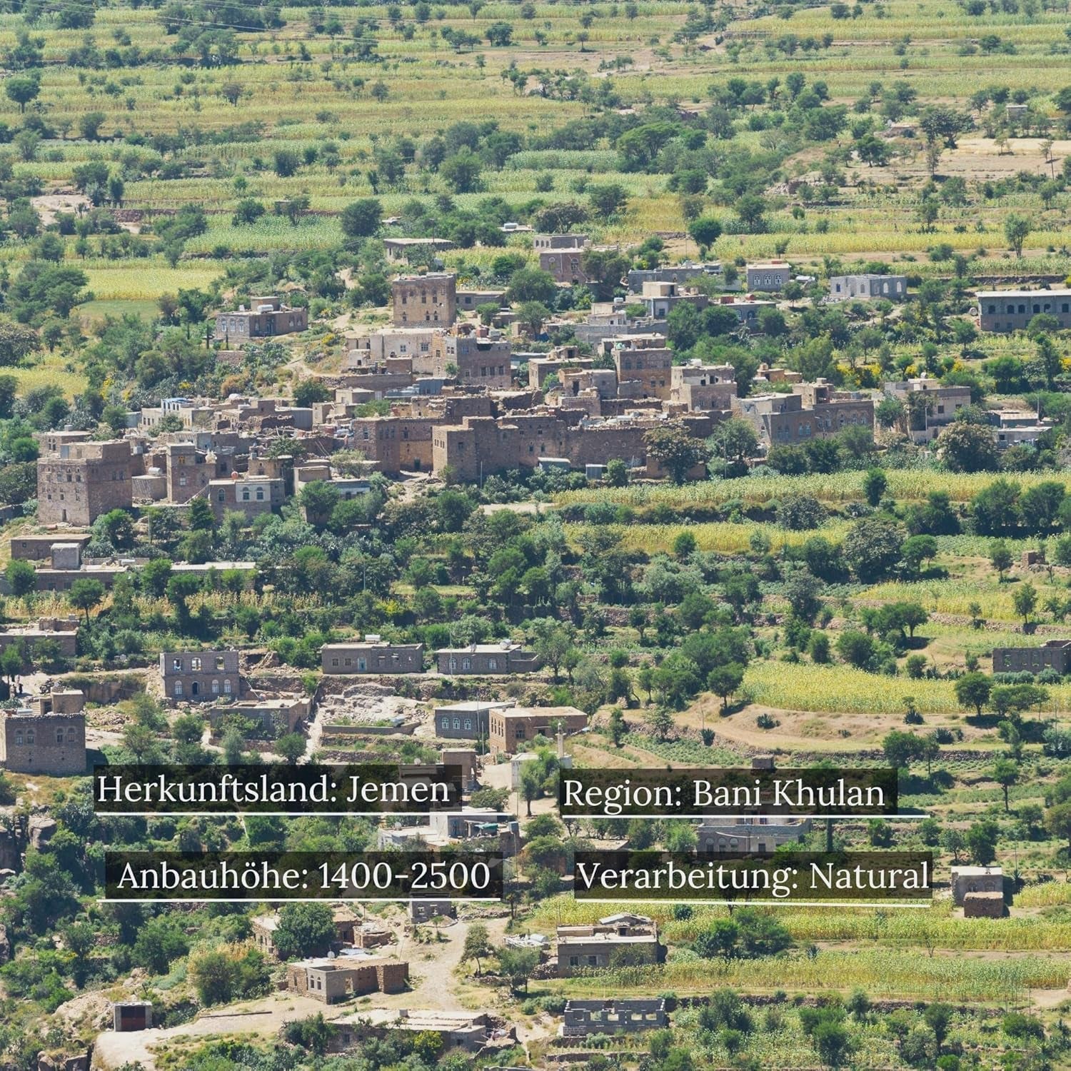 Haricot moka Khulani du Yémen | Café de spécialité du Yémen par CoffeePearls® | 100% Arabica, grains entiers