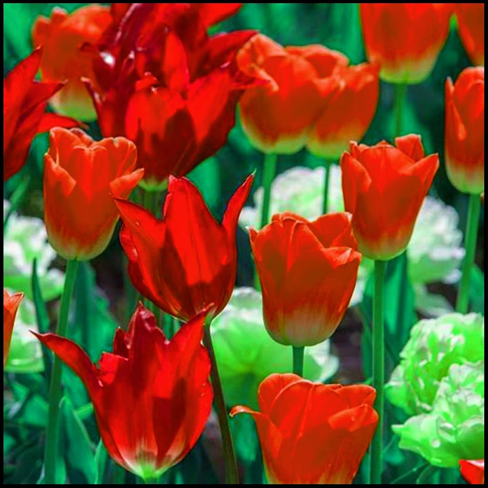 Mélange de bulbes de fleurs, ampoule magique mystère, plantation rustique, bulbe de fleurs vivaces résistant à l’hiver, bulbes rustiques - 3 bulbes d’orchidées