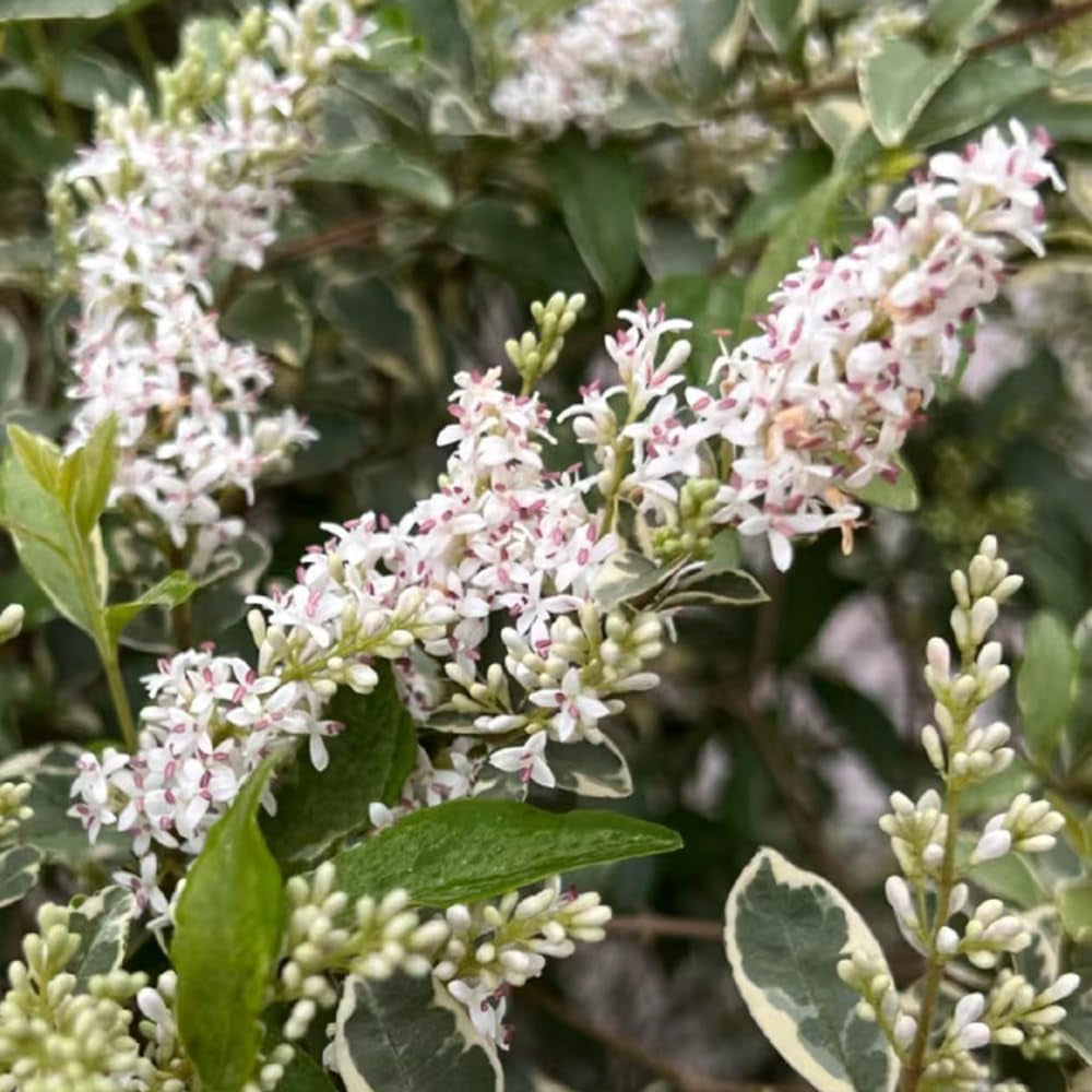Liguster, Ligustersamen Winterharte Garten Deko Liguster Gartenblumen Sträucher Winterhart Blühend Schnell Wachsende Sträucher Gartenpflanzen Winterhart Mehrjährig Garten Bonsai Herbst 400Samen