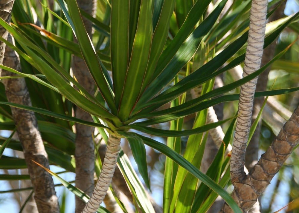 SAFLAX - Drachenbaum - 5 Samen - Mit Keimfreiem Anzuchtsubstrat - Dracaena Draco