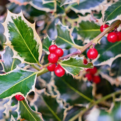 Stechpalme Blühende Pflanzensamen Sträucher Winterhart Bergpflanzung Blumensamen Grünpflanzen Stauden Winterhart Mehrjährig Gartenpflanzen Baumsamen Einfacher Anbau Zierstrauch 500Samen