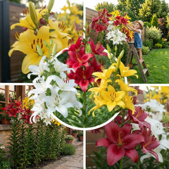 Collection de bulbes de lys géants (15 bulbes de fleurs), 5 variétés parfumées, 5 de chaque couleur, mélange de plantes vivaces hollandaises pour le jardin (grands bulbes, sans pépins)