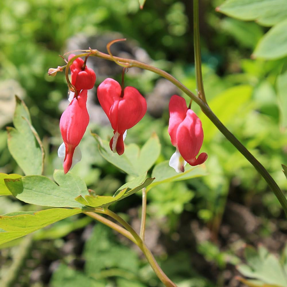 Tränendes Herz, Dicentra Spectabilis - Wildblumen Exotische Blumenbeet Seltene Zimmerpflanzen Frühlingsblume Winterharte Kübelpflanzen Büropflanzen Herbstpflanzen Wiesensaatgut Garten 160Samen