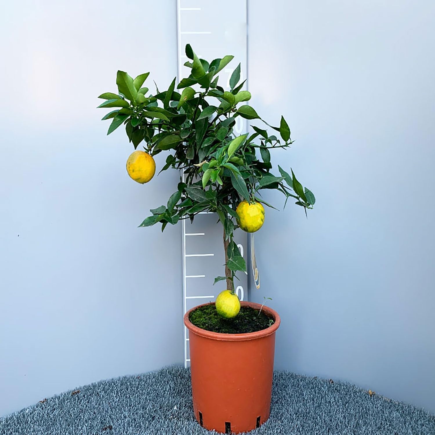 SAVINI VIVAI Yuzu Zitruspflanze Im 20 Cm Topf, Höhe 70 Cm, 2-3 Jahre Veredelung, Hergestellt in Italien
