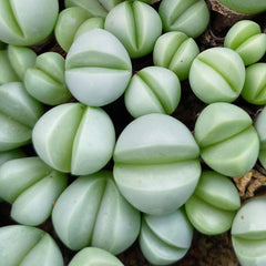 Argyroderma Luckhoffii Samen - Sunnyplants, Argyroderma Samen, Lebender Steine, Lithops Samen, Lebende Steinsamen, Kieselpflanzensamen, Lithops, Sukkulenten Samen (100)