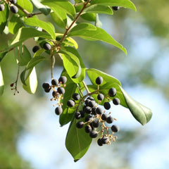 Immergrüner Liguster Gartenpflanzen Winterhart Mehrjährig Ligustrum Lucidum Gartenblumen Sträucher Winterhart Blühend Schnell Wachsende Sträucher Immergrüner Heckenpflanzen 160Samen