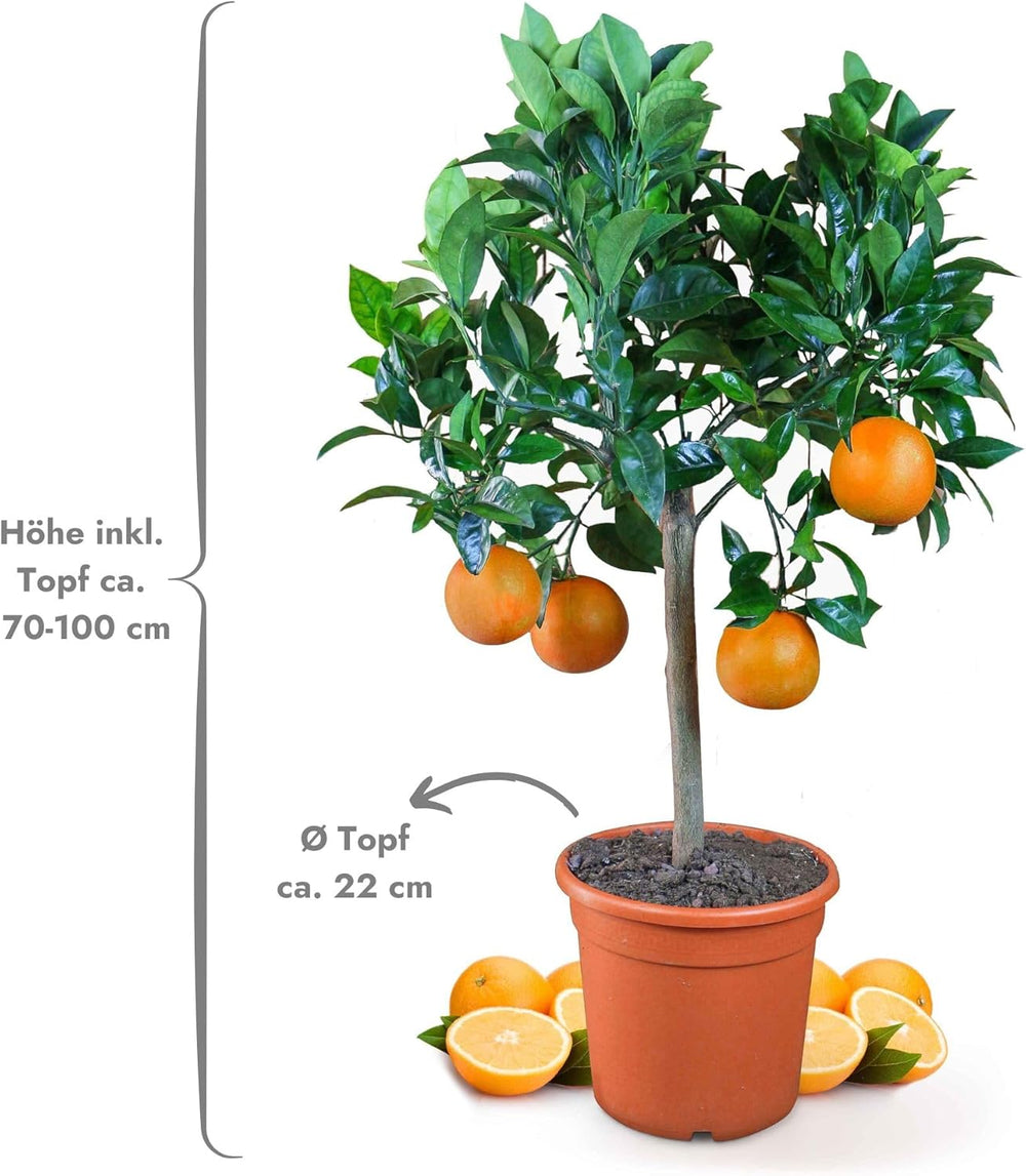Orange de My Oranjeria - orange vraie - plante d'agrumes - Citrus sinensis - Orange - orange greffée pour jardiniers (Mezzo [M])