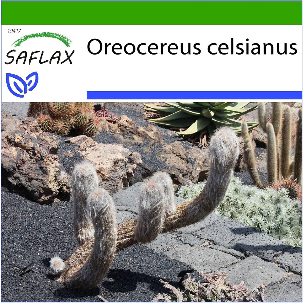 SAFLAX - Kakteen - Alter Mann Der Anden - 40 Samen - Mit Keimfreiem Anzuchtsubstrat - Oreocereus Celsianus