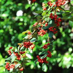 Teppichmispel, Blumensamen Bodendecker Cotoneaster Dammeri, Herbstblumen Winterhart Blühende Sträucher Winterhart Immergrün Geschenke Für Gärtner Zwergmispel 300Samen