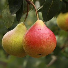 Birnbaum Angelica – Alte Sorte Obstpflanze Im Topf Ø 24–26 Cm – Max. Wuchshöhe 180 Cm – 4 Jahre Alt – Italienische Baumschule