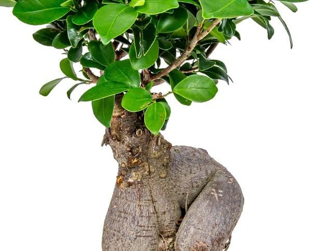 Bloomique - Ficus Ginseng - Bonsai Baum - Zimmerpflanzen - Pflegeleicht - Luftreinigend - Höhe 30-40 Cm - Topf 17 Cm