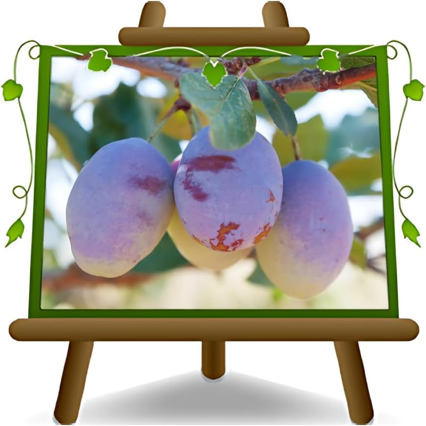 Oberschenkel Pflaumen Von Monaca Von Velletri - Obstpflanze Alte Frucht Auf Blumentopf 20 - Baum Max 170 Cm – 2 Jahre Anbau Italien