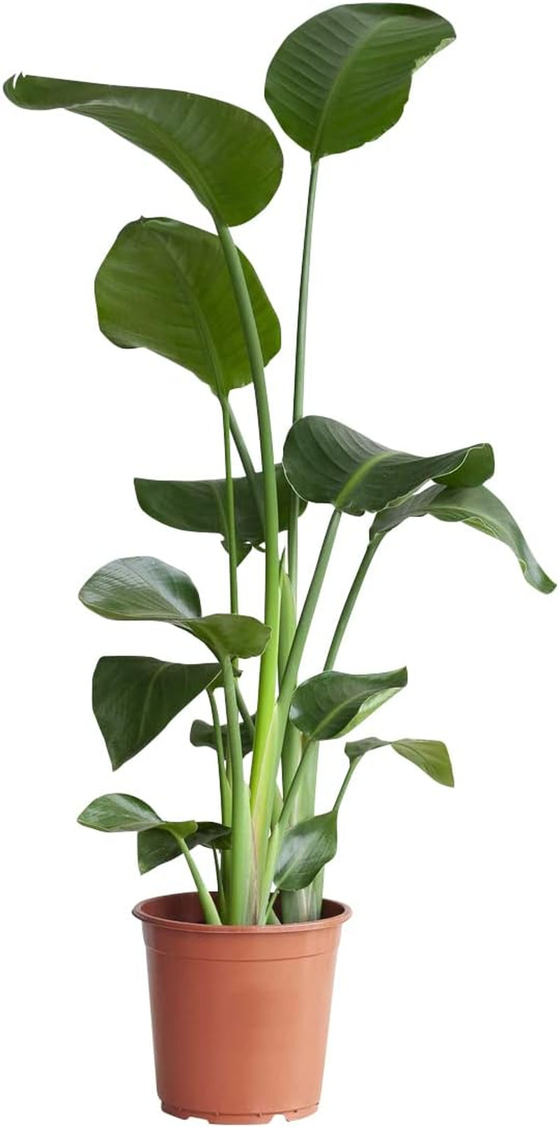 Strelitzia Nicolai Paradiesvogelblume - Zimmerpflanze - Zimmerpflanzen, Pflanzen Echt, Nachhaltige Verpackung - 27Cm Topf - Höhe 160Cm - Direkt Von Der Gärtnerei