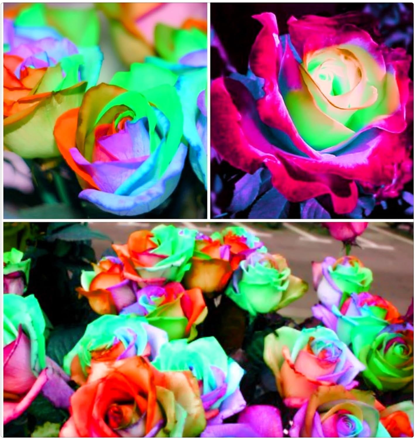 Lebende Pflanzen,Mehrjährige Blumenzwiebel ist winterhart, Winterhart pflanzen, Mysteriöse magische Glühbirne, Blumenzwiebel Mix-4 Oxalis Triangularis Blumenzwiebeln