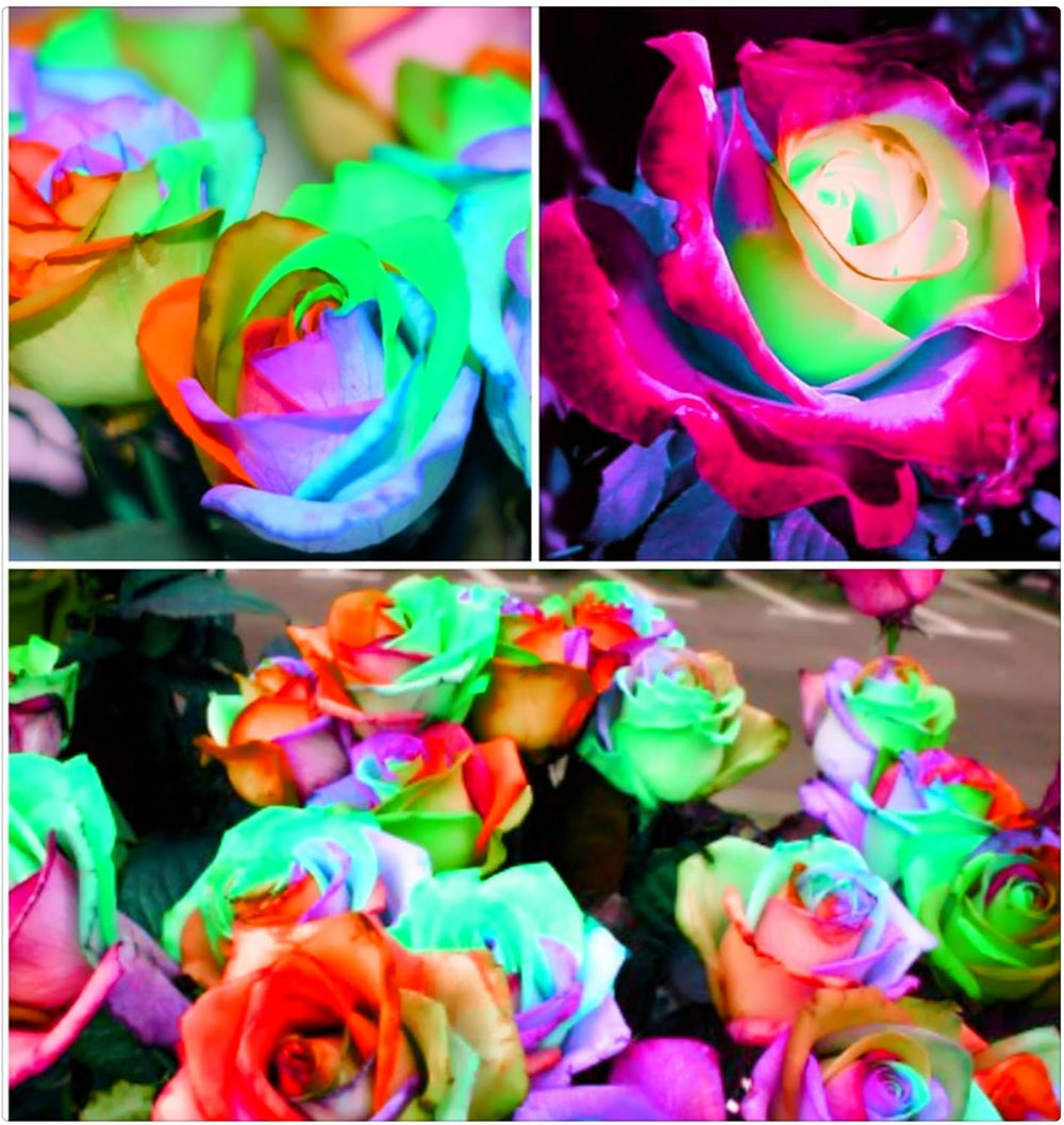 Lebende Pflanzen,Mehrjährige Blumenzwiebel ist winterhart, Winterhart pflanzen, Mysteriöse magische Glühbirne, Blumenzwiebel Mix-4 Oxalis Triangularis Blumenzwiebeln