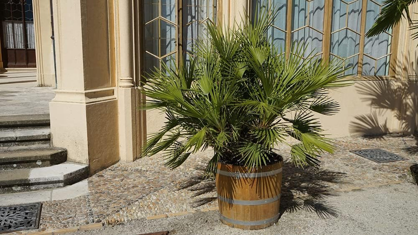 Bloomique - 2Er Set - Chamaerops Humilis - Europäische Zwergpalme - Palmen Winterhart Draußen - Höhe 50-60 Cm - Topf 15 Cm