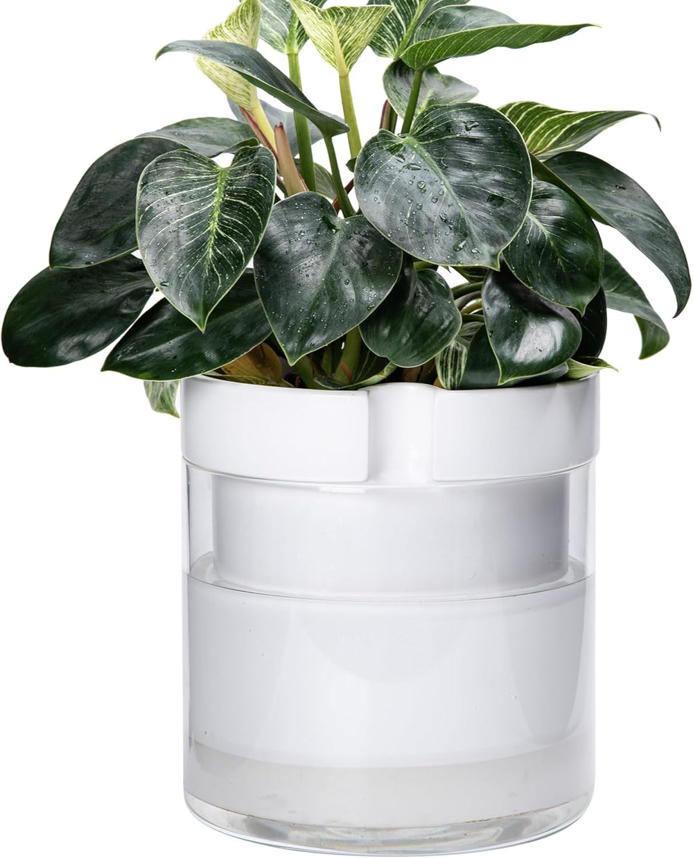 Ghiveci cu auto-udare, 15,2 cm, ghiveci din teracotă cu rezervor de sticlă pentru plante de apartament, ierburi aromatice, flori, 52-AF