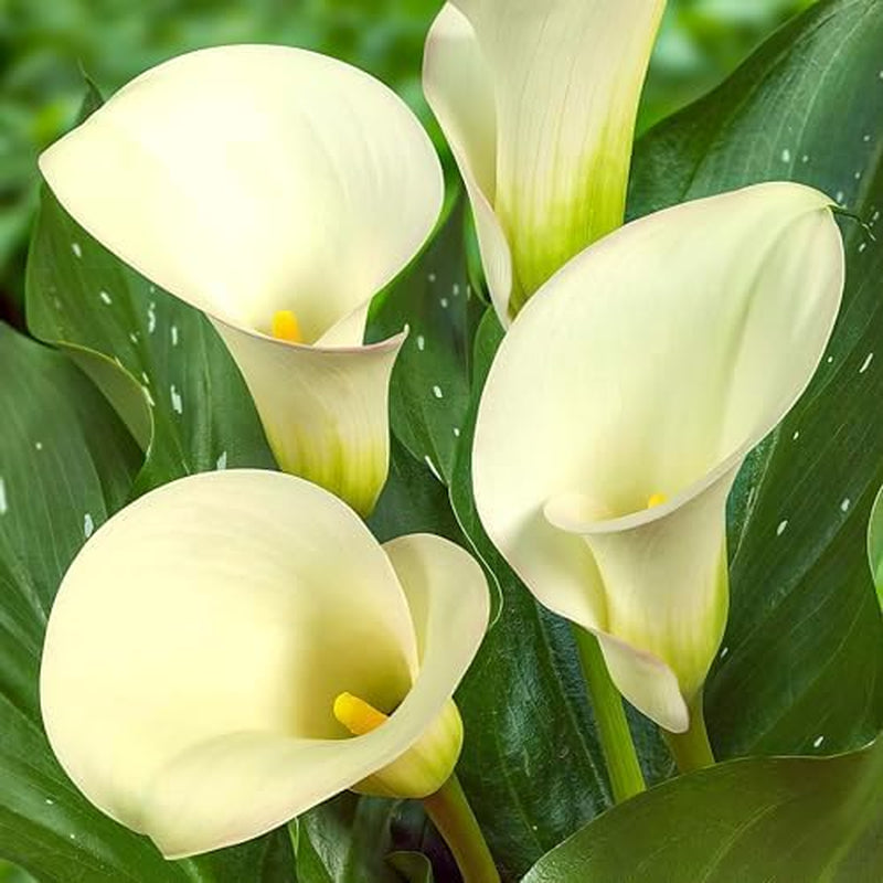 Calla Bulbs Hardy Vivace – Zantedeschia Orange Passion (Orange) – 5 grands bulbes de fleurs – Véritables plantes hollandaises – Pour jardin et pots (pas de graines, non artificielles)