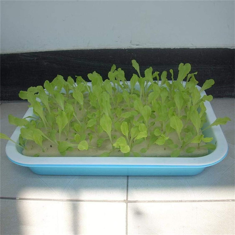 Éponge hydroponique, 100 pièces éponges hydroponiques pour la culture de graines, outil de jardinage pour petites plantes à bourgeons ou semis