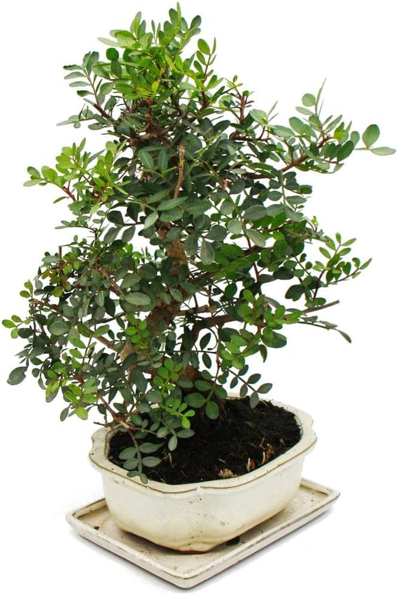 Exotenherz Bonsai - Pistacia Lentiscus - Mastixtrauch - Wilde Pistazie - Ca. 10 Jahre Alt