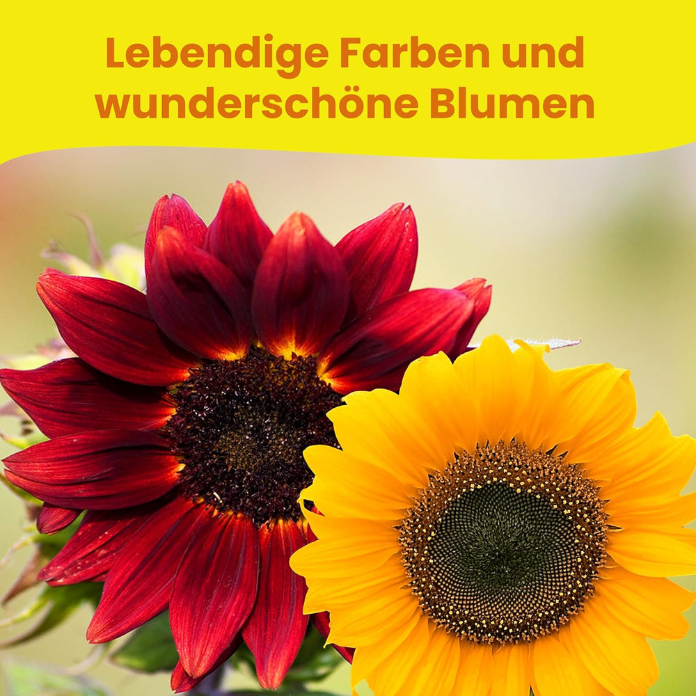 LERAVA® Sonnenblumen Samen Set (4 sortes) - Riesige gelbe & rote Sonnenblume - Zwerg et Sungold Teddy - Premium Sonnenblumensamen für Garten und Balkon - Blumenamen Geschenk für Hobbygärtner