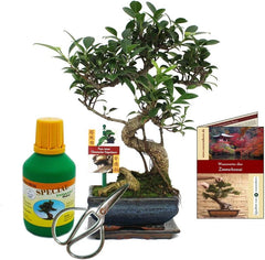 Exotenherz - Geschenkset Bonsai"Ficus" - Chinesischer Feigenbaum - Ca. 6 Jahre Alt - Anfänger-Set
