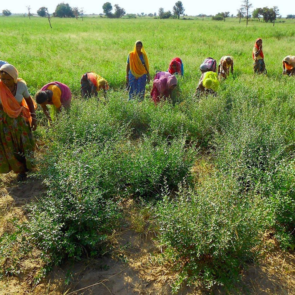 Indigo - Noir - Coloration naturelle - Poudre - 200g Teinture cheveux Naty Shop