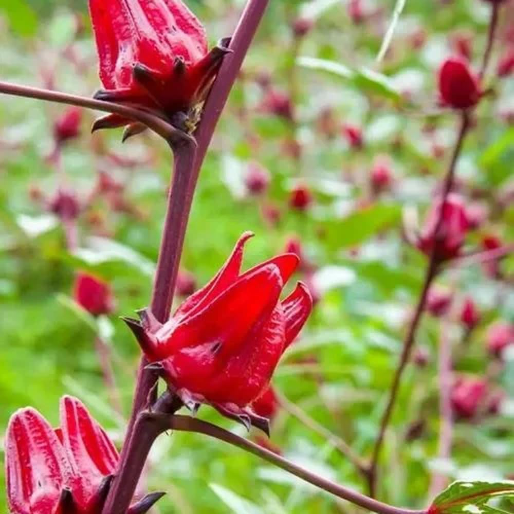 Hibiscus Sabdariffa Bio Winterharte Kübelpflanzen Herbstblumen Blumensamen Gastgeschenk Exotische Balkon Pflanzensamen Balkon Kräutergarten Küche Indoor Seltene Küchenkräuter Deko 300Samen