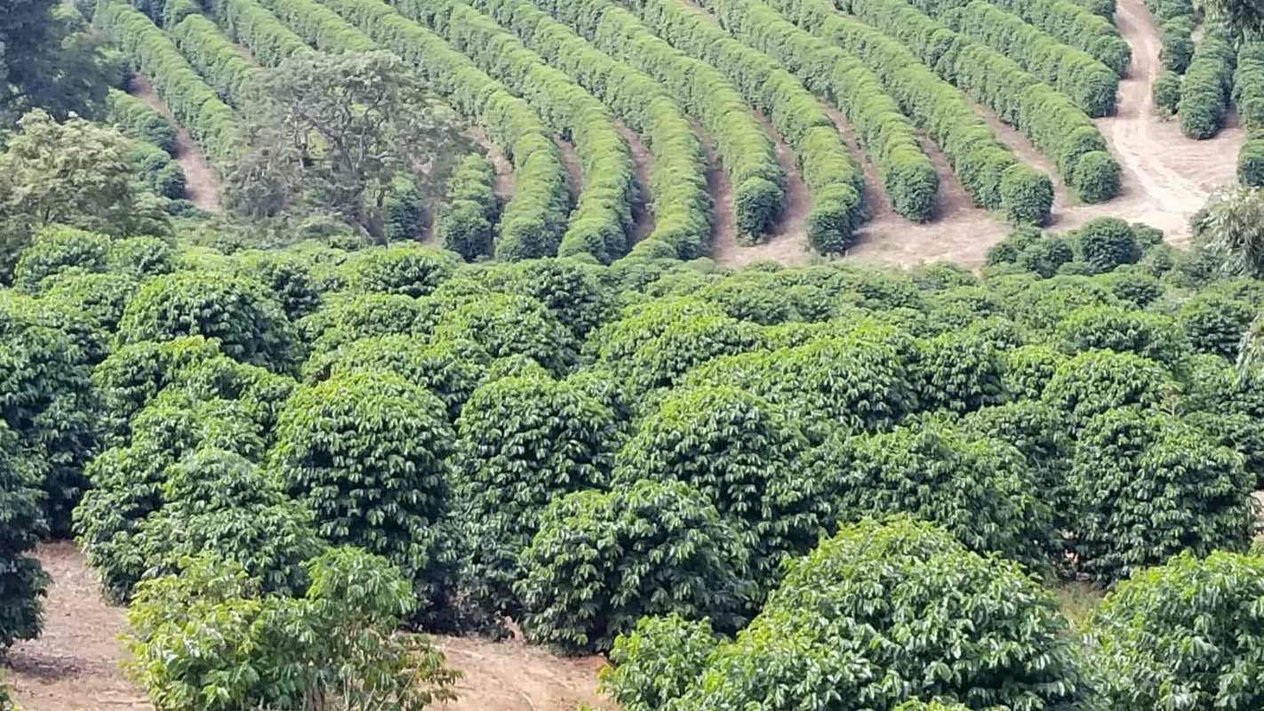 CAFES GUILIS DEPUIS 1928 AMANTES DEL CAFÉ Kaffeebohnen Arabica Mélange Noir 1kg