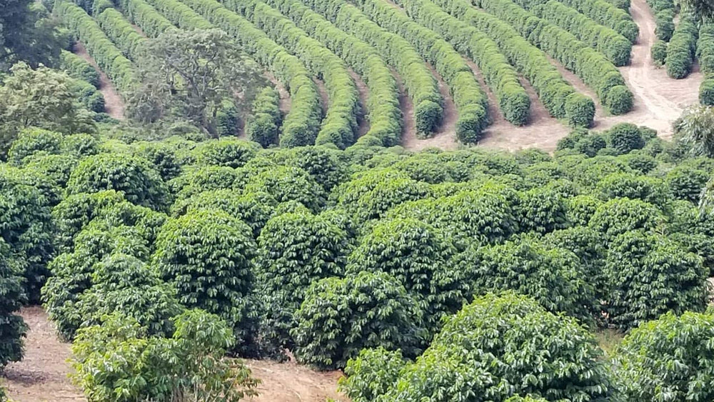 CAFES GUILIS DEPUIS 1928 AMANTES DEL CAFÉ Kaffeebohnen Arabica Mélange Noir 1kg