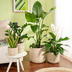 Scheurich Seagrass 17, pot panier/pot panier jonc de mer, couleur : blanc, diamètre 17 cm, hauteur 16 cm, volume 3,5 l.