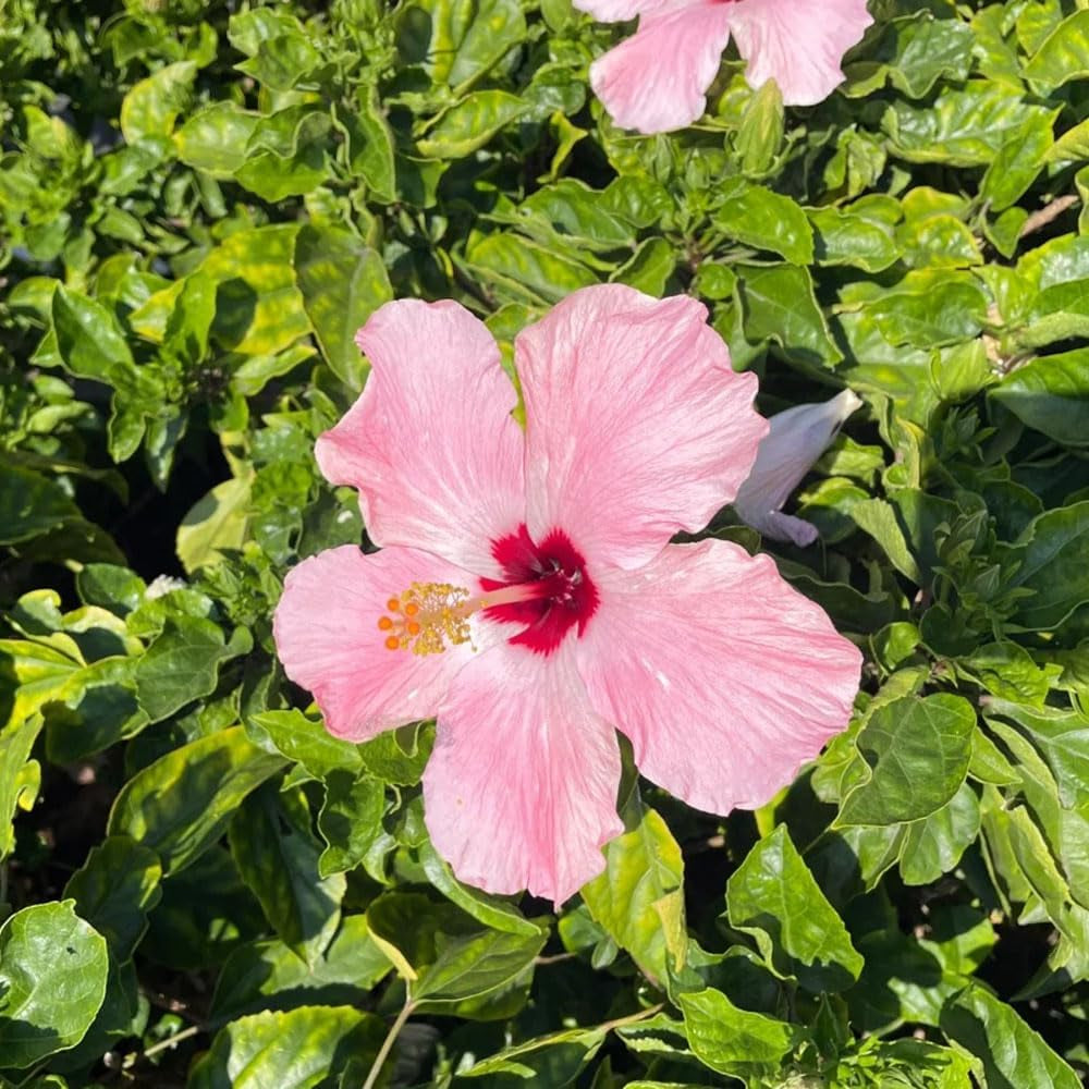 Hibiskussamen, Garten, Winterharte Stauden Hochbeet, Mehrjährig 300Pcs