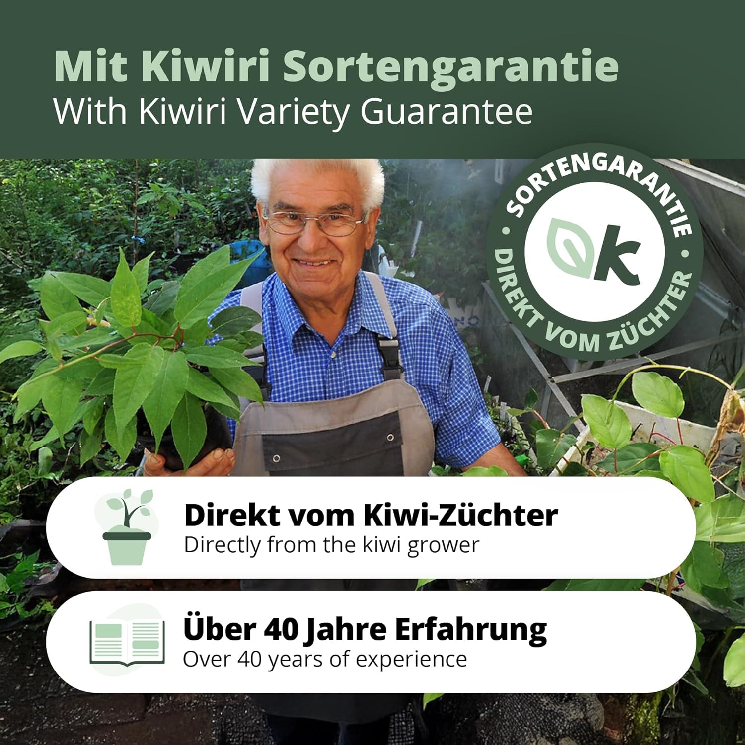 Kiwiri'S Kiwibeeren Trio - 3 Kiwipflanzen (Actinidia Arguta) - Mini Kiwi - Sortengarantie Direkt Vom Züchter