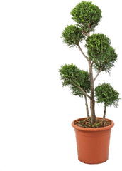 KENTIS - Cupressocyparis Leylandii - Drei Ball Zypressen - Echte Winterharte Pflanzen Für Garten - H 140-160 Cm Topf Ø 30 Cm