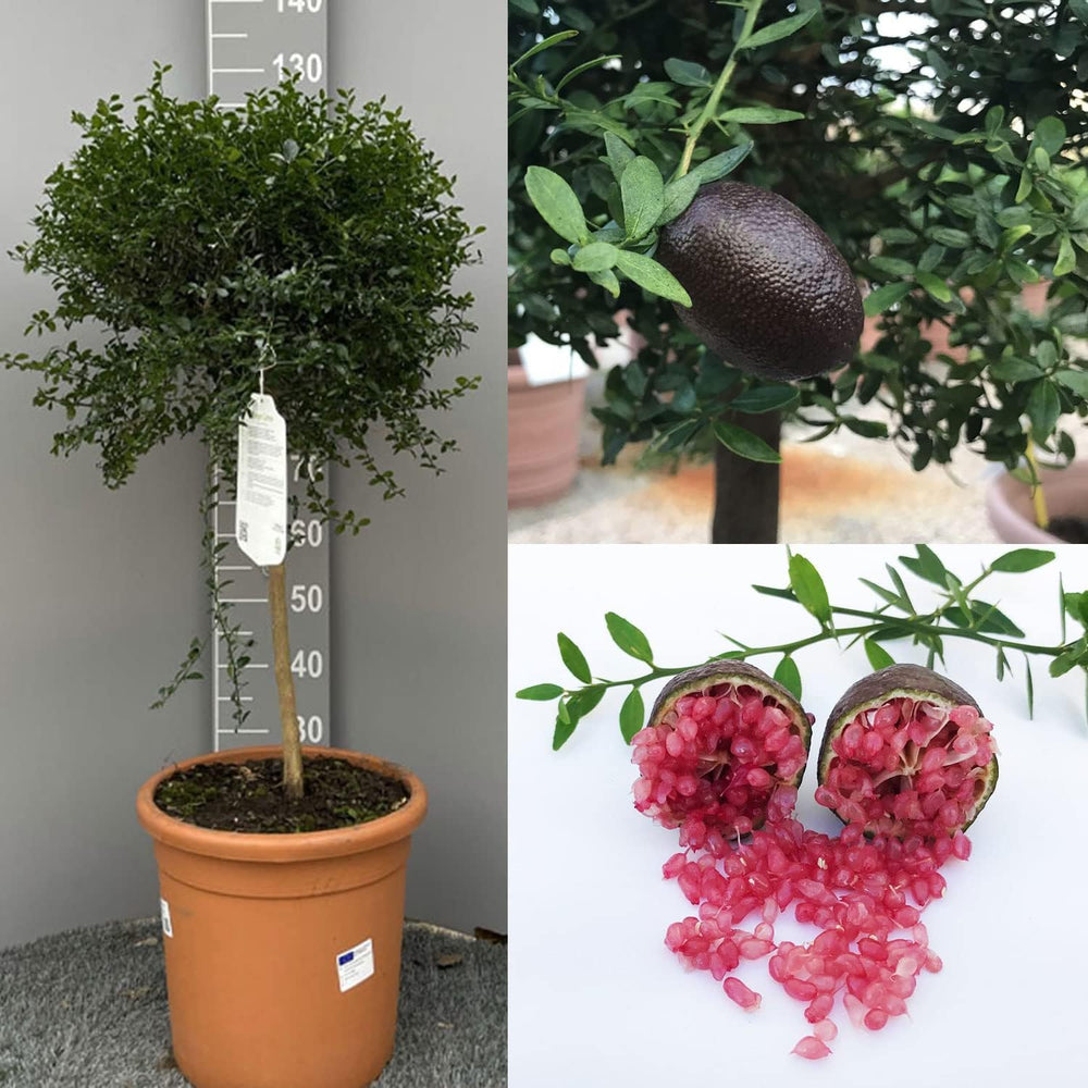 SAVINI VIVAI SAVINI VIVAI Zitronenpflanze, Roter Kaviar, Zitrusbaum, Fingerlimette, Zitronensetzling Im Topf, 20 Cm, Höhe 50–70 Cm, 2 Jahre Veredelung, Hergestellt in Italien