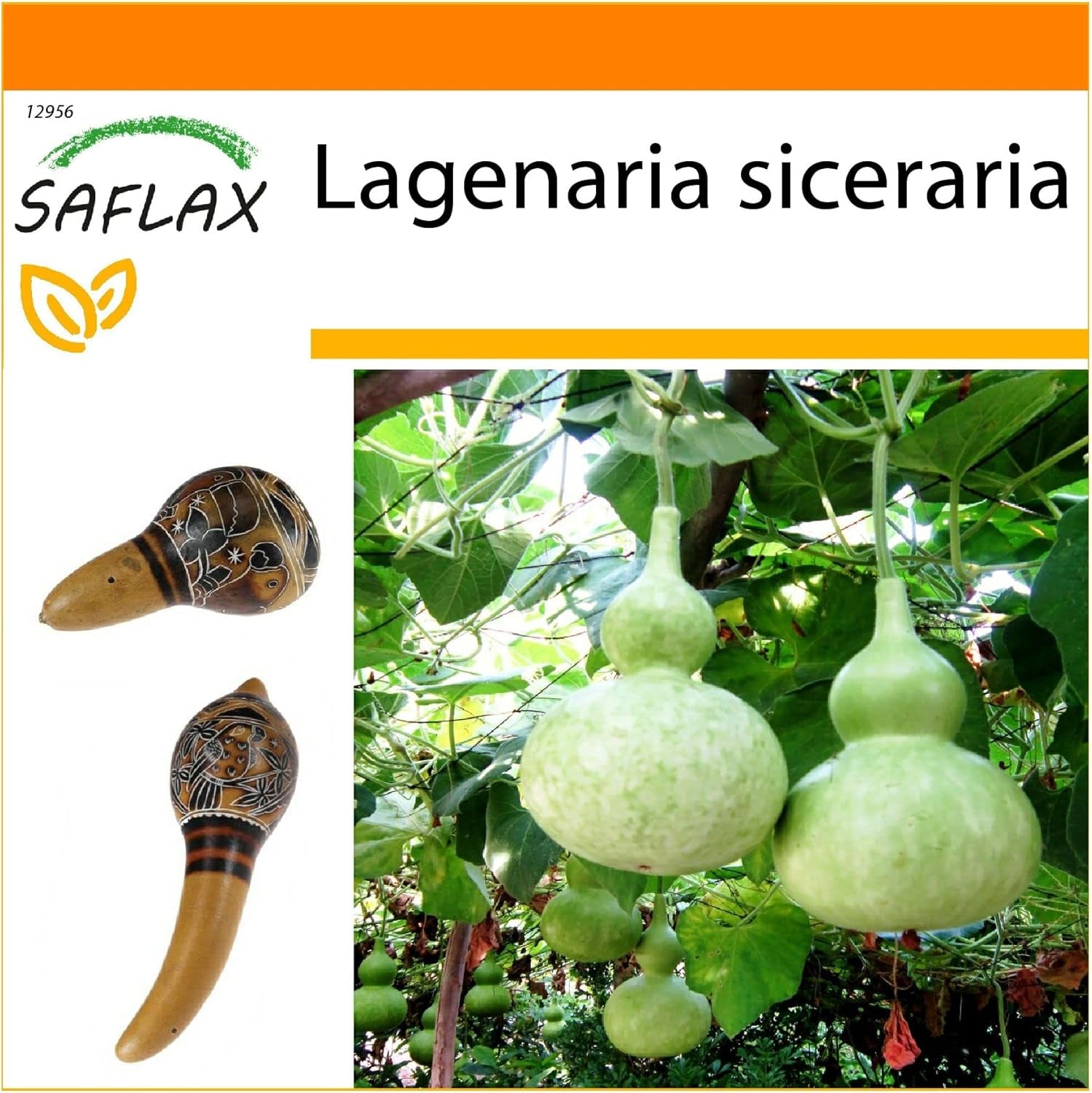 SAFLAX - Garden in the Bag - Afrikanische Riesenkalebasse - 15 Samen - Mit Anzuchtsubstrat Im Praktischen, Selbst Aufstellenden Beutel - Lagenaria Siceraria