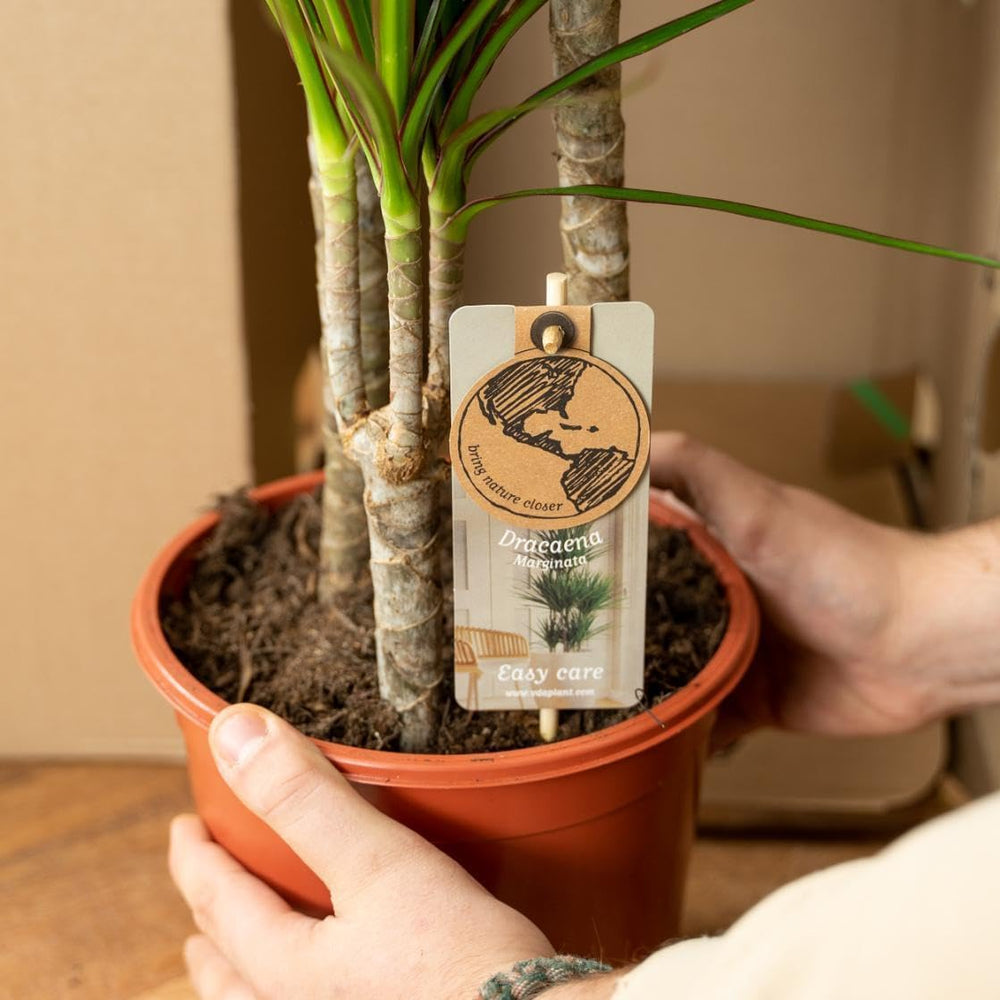 Dracaena Marginata Groß