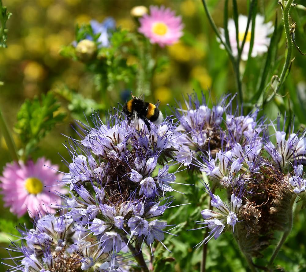 Flowerpower | Blumenmischung Mehrjährig Winterhart | Wildblumensamen Für Eine Blütenreiche Blumenwiese | Bienenfreundliche Blumensamen Für Garten & Balkon | 250G Für 65 M²