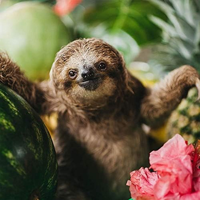 Café Britt® - Mélange de paresseux de l'habitat du Costa Rica (340 g) (paquet de 1) Café Arabica en grains entiers, casher, sans gluten, gourmet et torréfaction moyennement foncée