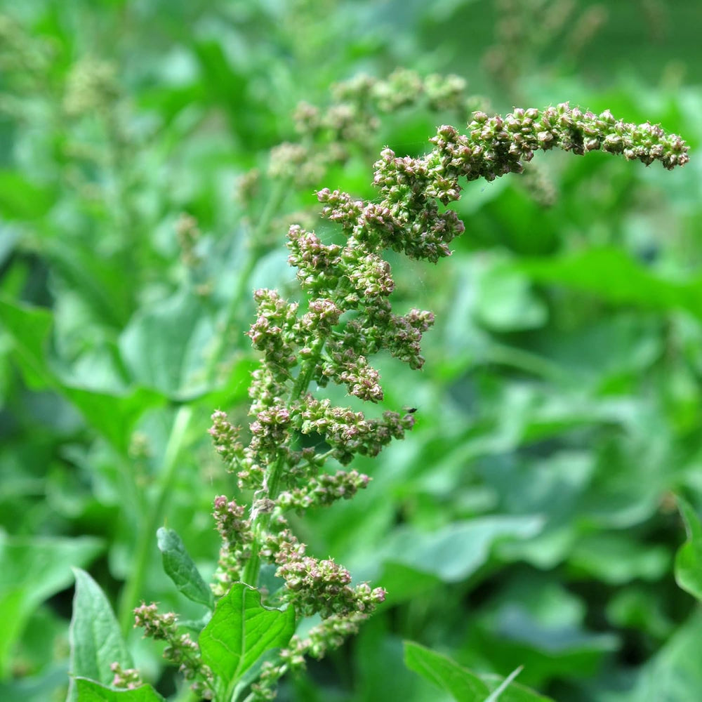 Guter Heinrich (Chenopodium Bonus-Henricus) 90 Bio-Samen Wilder Spinat
