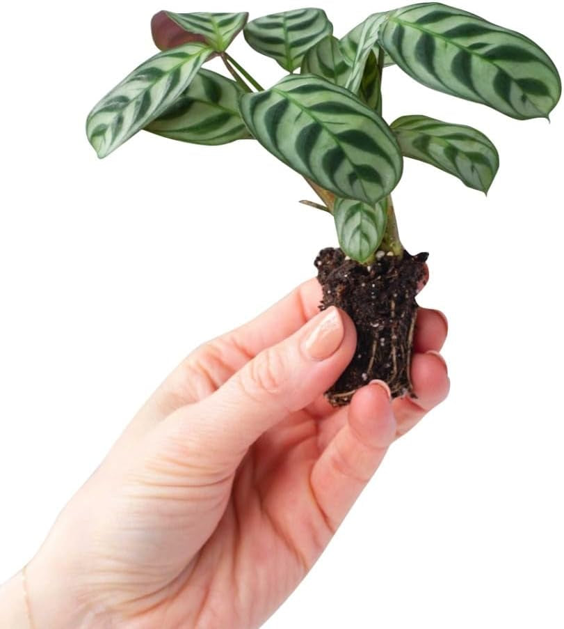 Baby Ctenanthe Burle Marxii - Zimmerpflanzen, Pflanzen Echt, Nachhaltige Verpackung - 2Cm Stecklinge - Höhe 15Cm - Direkt Von Der Gärtnerei