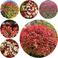Rote Glanzmispelsamen, Red Robinsamen, Hochbeet Winterharte Balkonpflanzen Gewächshaus Mehrjährig Garten 420Pcs