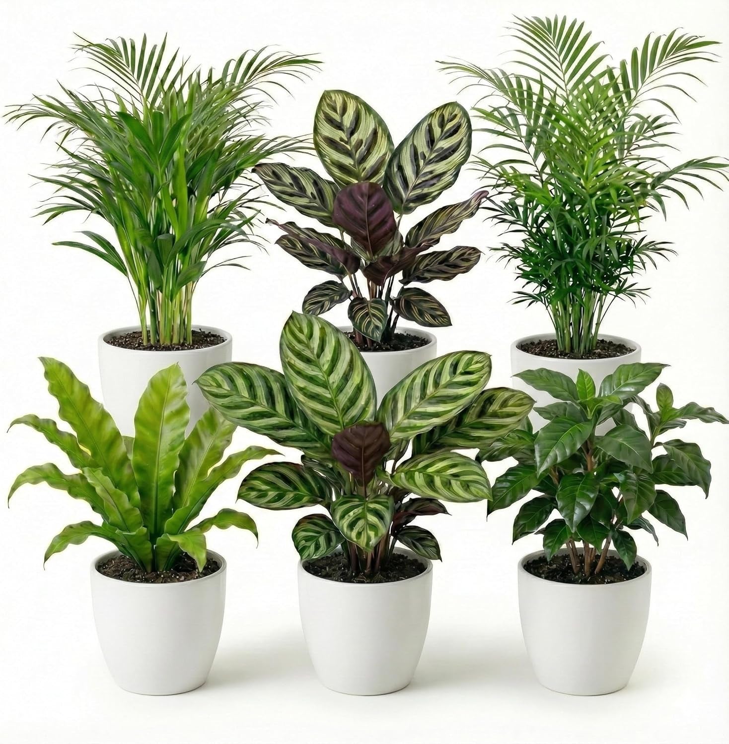 Vdvelde.Com - Luftreinigende Pflanzen 6 - Tierfreundliche Grüne Zimmerpflanzen - Einfacher Und Geringer Lichtbedarf - Ø12 Cm ↥Ca.40 Cm