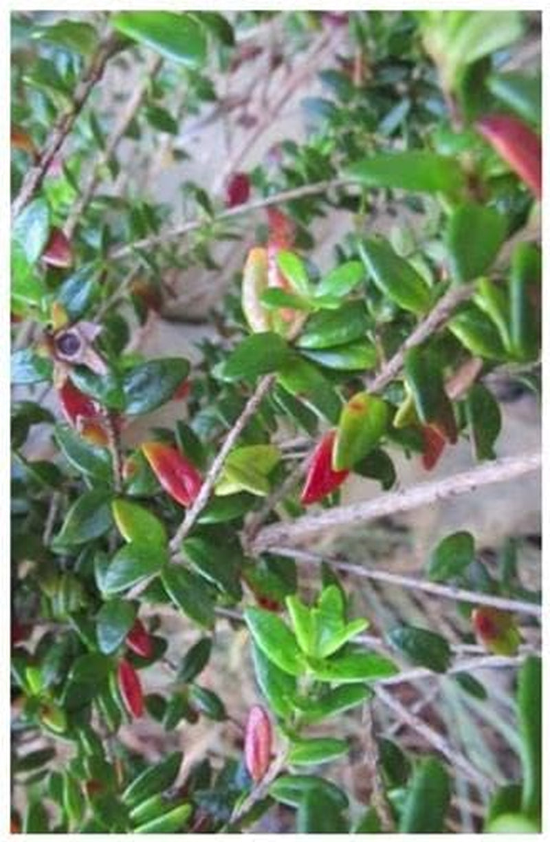 Stk - 10X Myrtastrum Rufopunctatum Strauch Garten Pflanzen - Samen ID1463 -