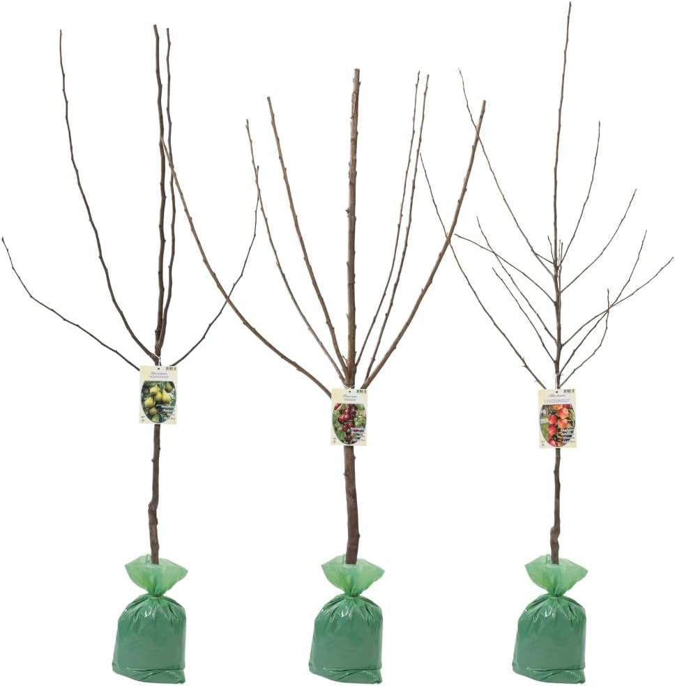 Obstbäume XXL 3Er Set (Apfel Jonagold, Birnenkonferenz Und Süßkirsche Kordia)