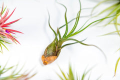 Packung Luftpflanzen - Tillandsia Ionantha, T. Butzii, T. Juncea - Natürliche Blütenpflanzen - Außen Und Innen (3 Stück)