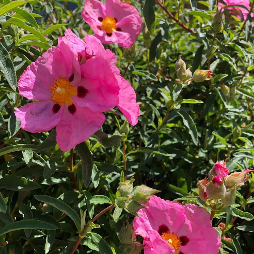 Zistrose Sommerblumen Zistrosesamen Winterharte Kübelpflanzen Hecken Sträucher Herbst Deko Herbstpflanzen Für Sonnige Plätze Bonsaibaum Kletterpflanzen Balkonpflanzen Frühlingsblumen 130Samen
